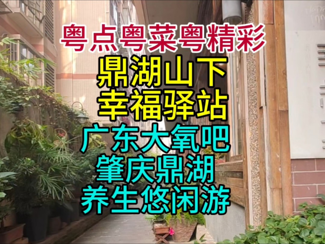 鼎湖山下,幸福驿站,广东大氧吧肇庆鼎湖养生悠闲游哔哩哔哩bilibili