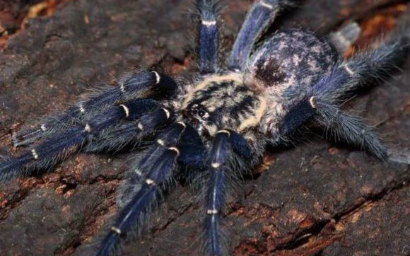 三只加蓬繁星巴布幼体的展示和一些蜘蛛的喂食(=99ω99=)_哔哩