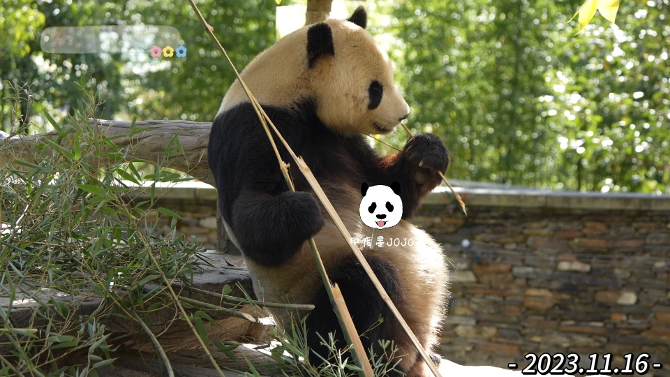 大熊猫泰山.泰果果沉浸式炫竹.