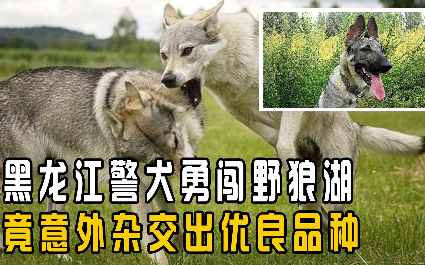 警犬勇闯野狼湖,竟意外杂交出优良品种,狼和狗真的能交配吗?