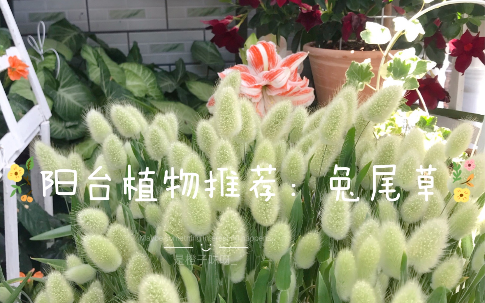 阳台植物推荐:兔尾草哔哩哔哩bilibili