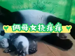 Tải video: 大熊猫萌萌带娃日常，妹猪挠痒痒完，到萌萌挠，太可爱了俩母女。“大熊猫三胞胎萌帅酷”