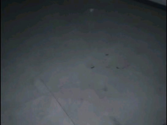 大壮夜探凶宅