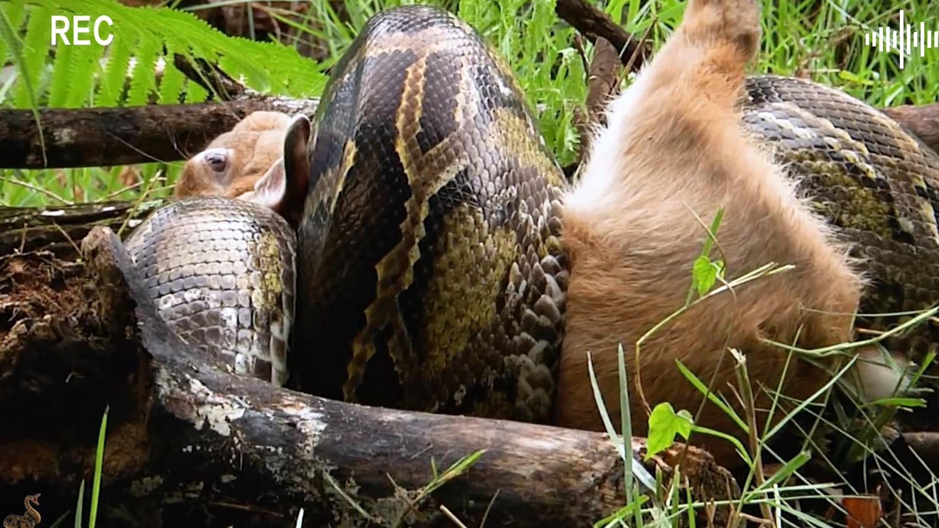 蟒蛇疯狂吞咽大野兔,一口吃掉脑袋猛塞下肚,画面罕见曝光