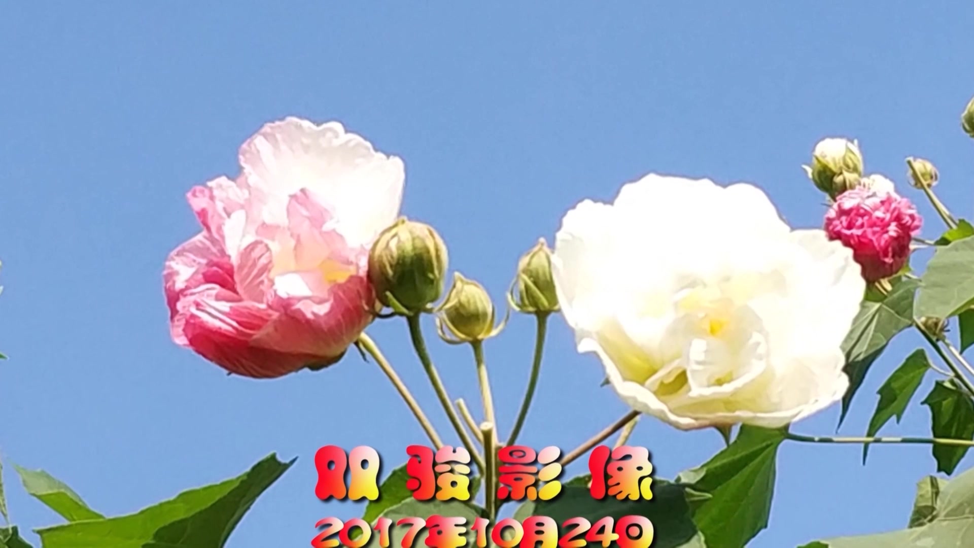 [图]18 芙蓉花