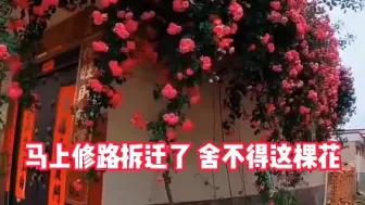 马上拆迁了，不敢给大家添麻烦，只是舍不得这棵花，藤本月季花……