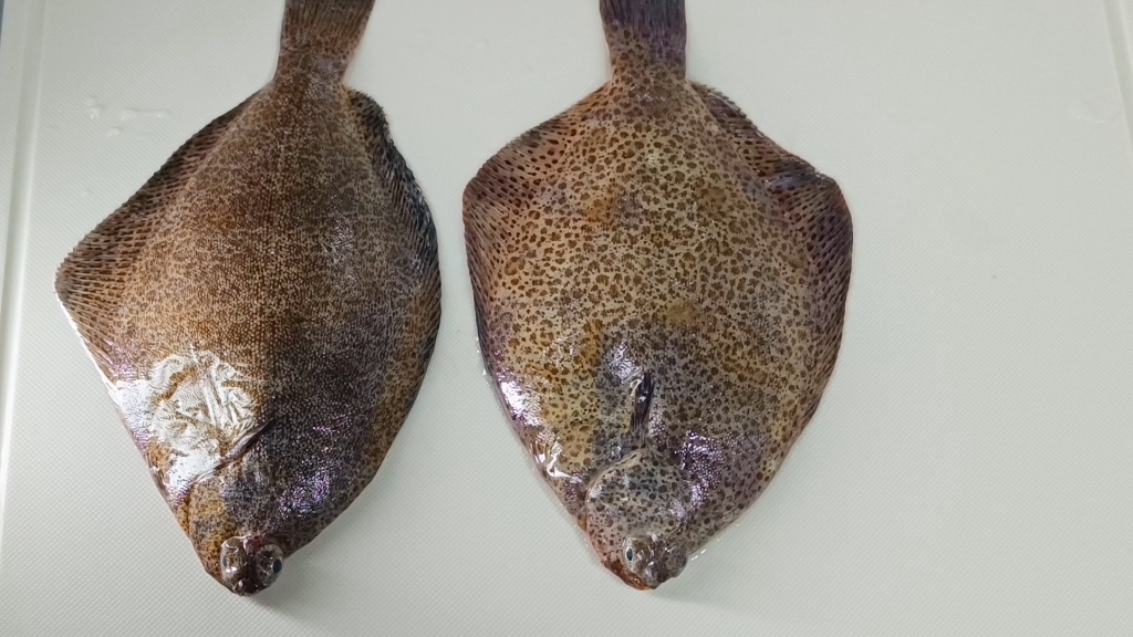 比目鱼之木叶鲽,此鱼肉质细腻鲜美,食之回味无穷