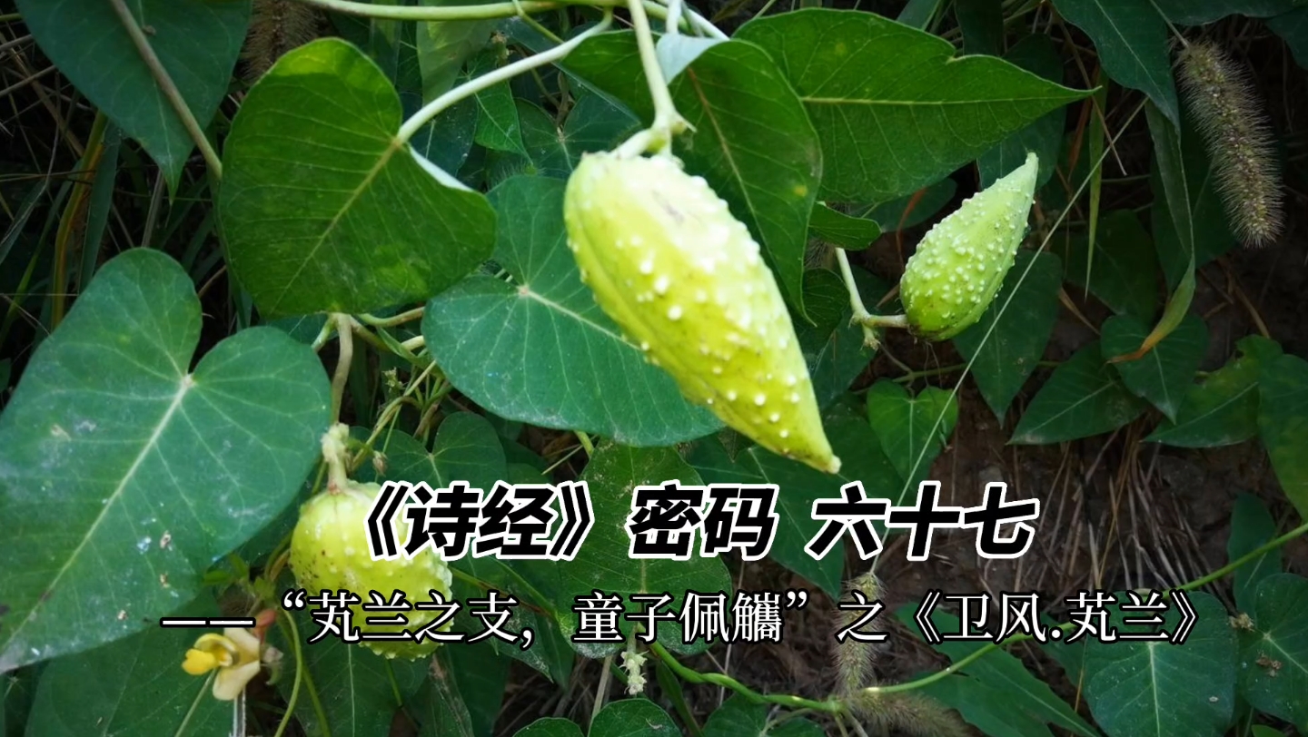 [图]《诗经》密码 六十七——“芄兰之支，童子佩觿”之《卫风.芄兰》