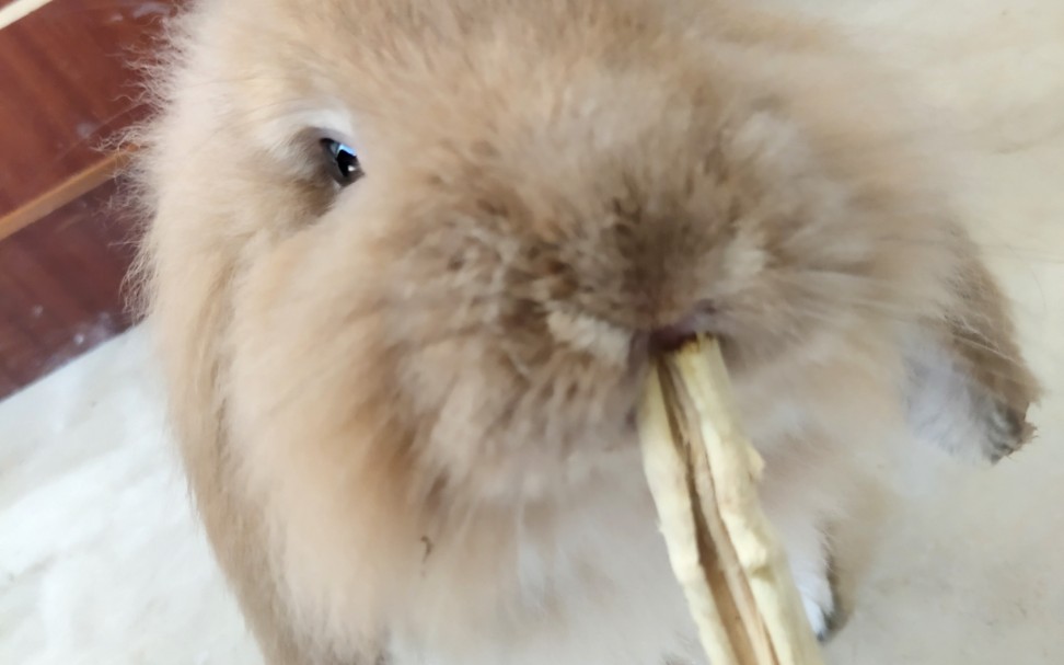 【垂耳兔】一只打喷嚏狂魔的兔叽