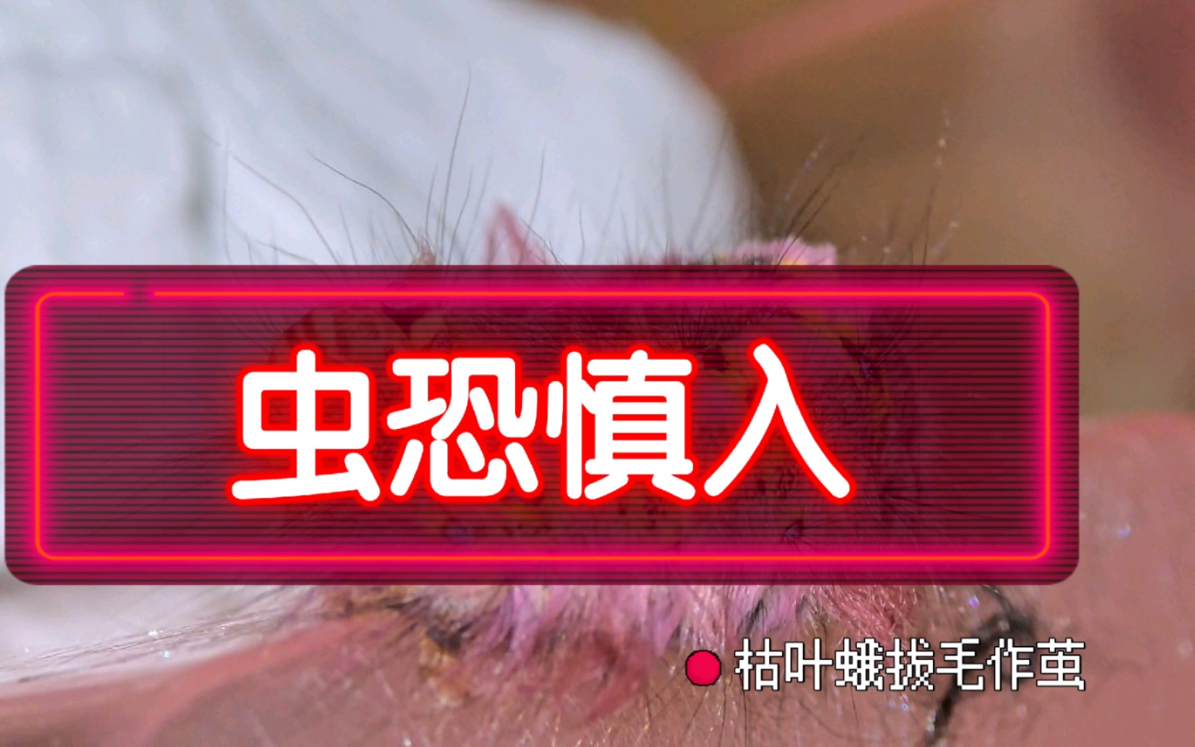 看栎黄枯叶蛾拔毛结茧