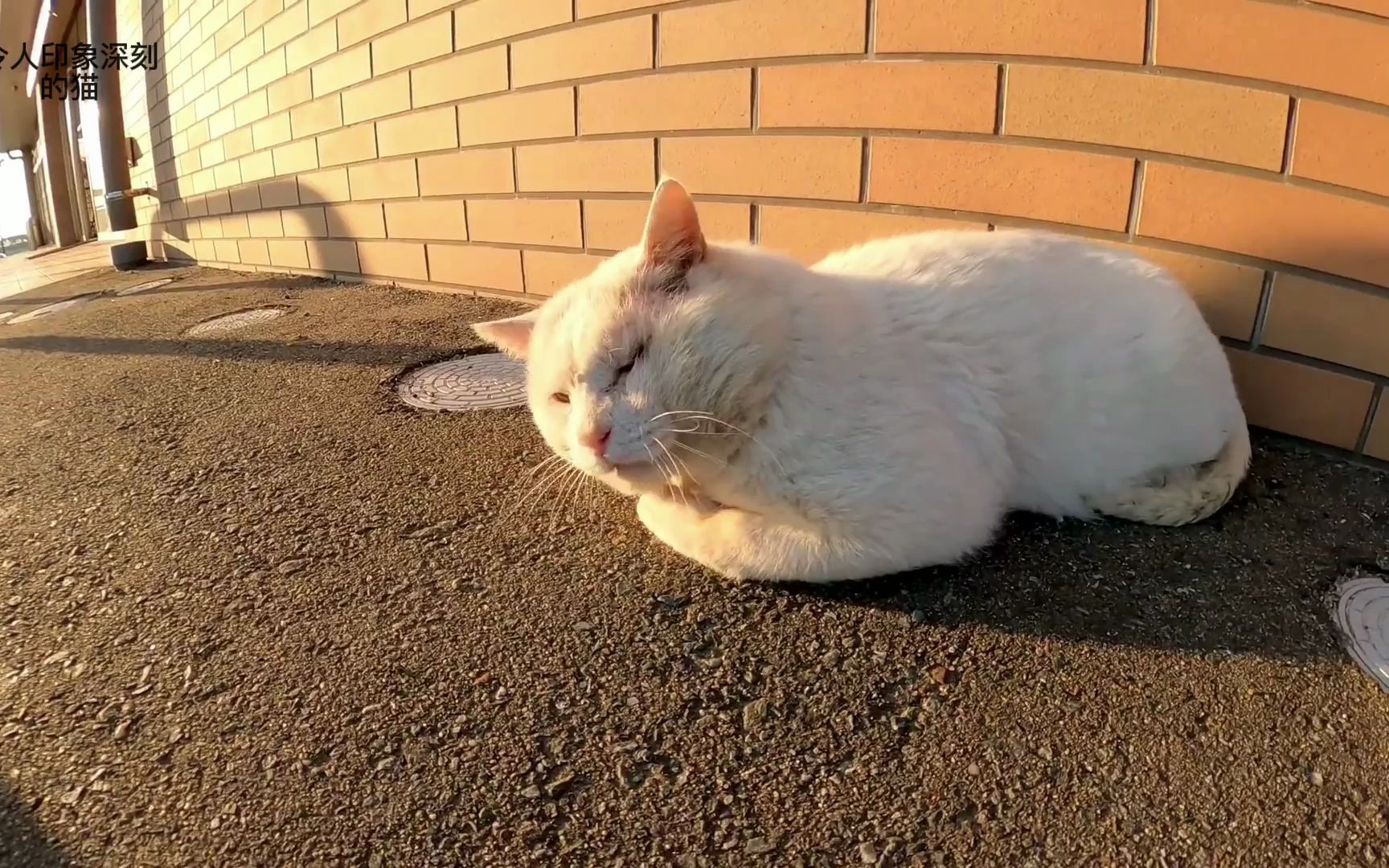 我在墙角边上看到一只可爱的猫咪上前去抚摸