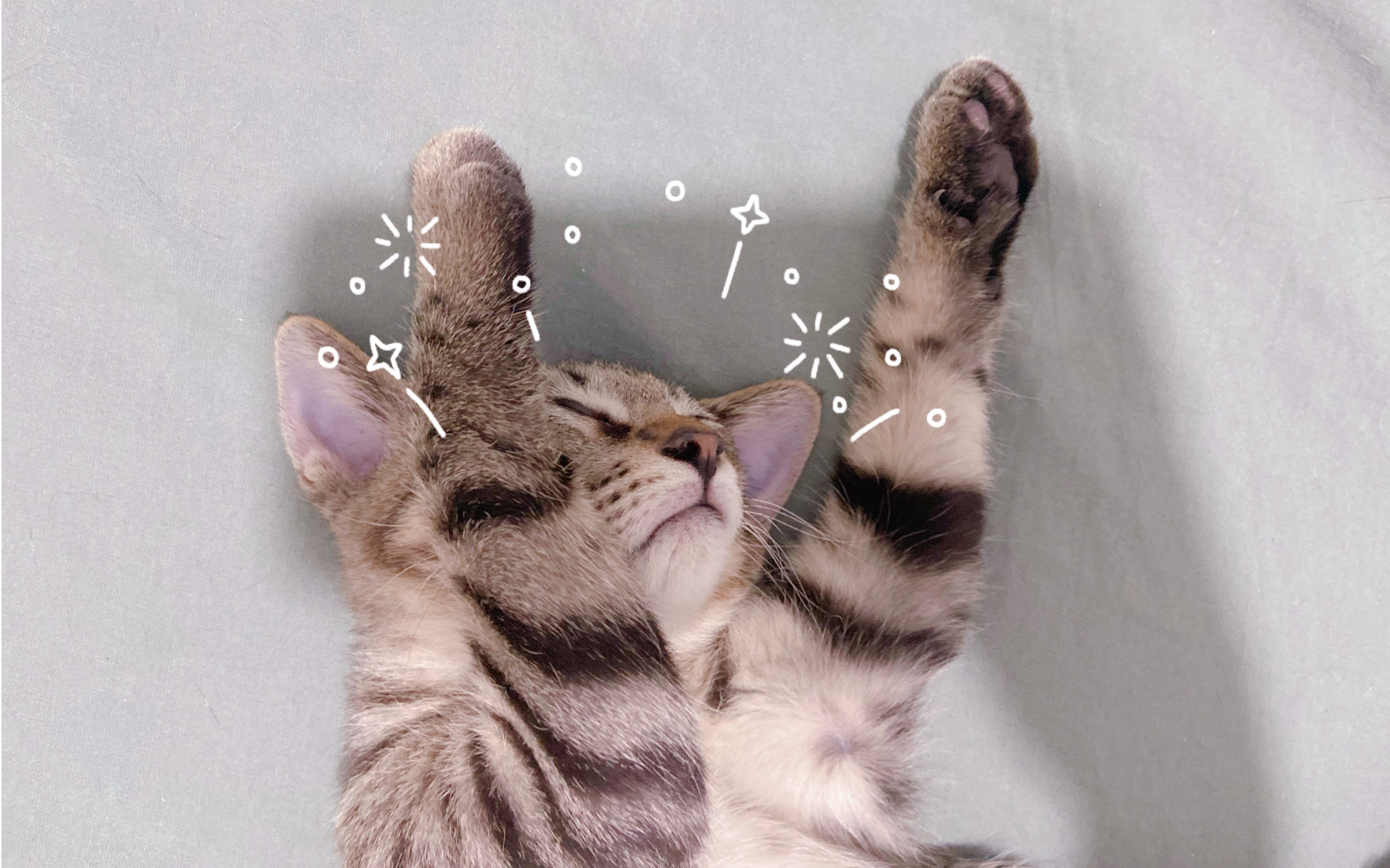 猛男落泪!小奶猫睡觉呼噜呼噜