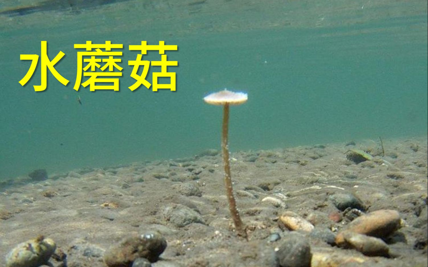 水生蘑菇——水生小脆柄菇Psathyrella aquatica哔哩哔哩bilibili