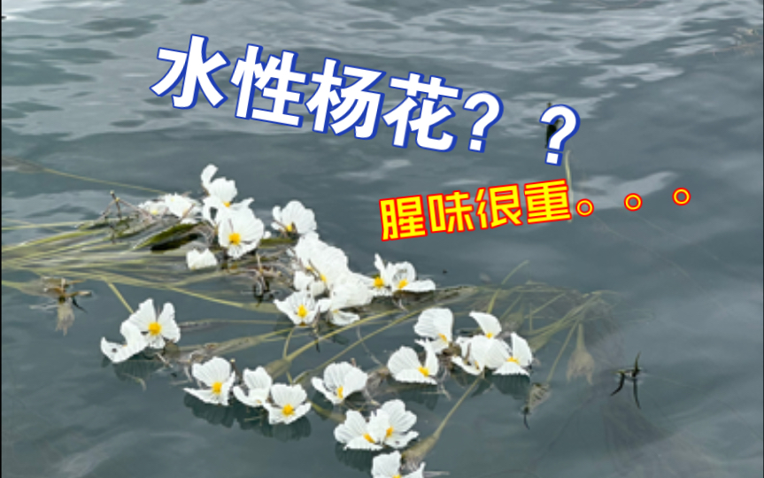 泸沽湖的水性杨花?哔哩哔哩bilibili