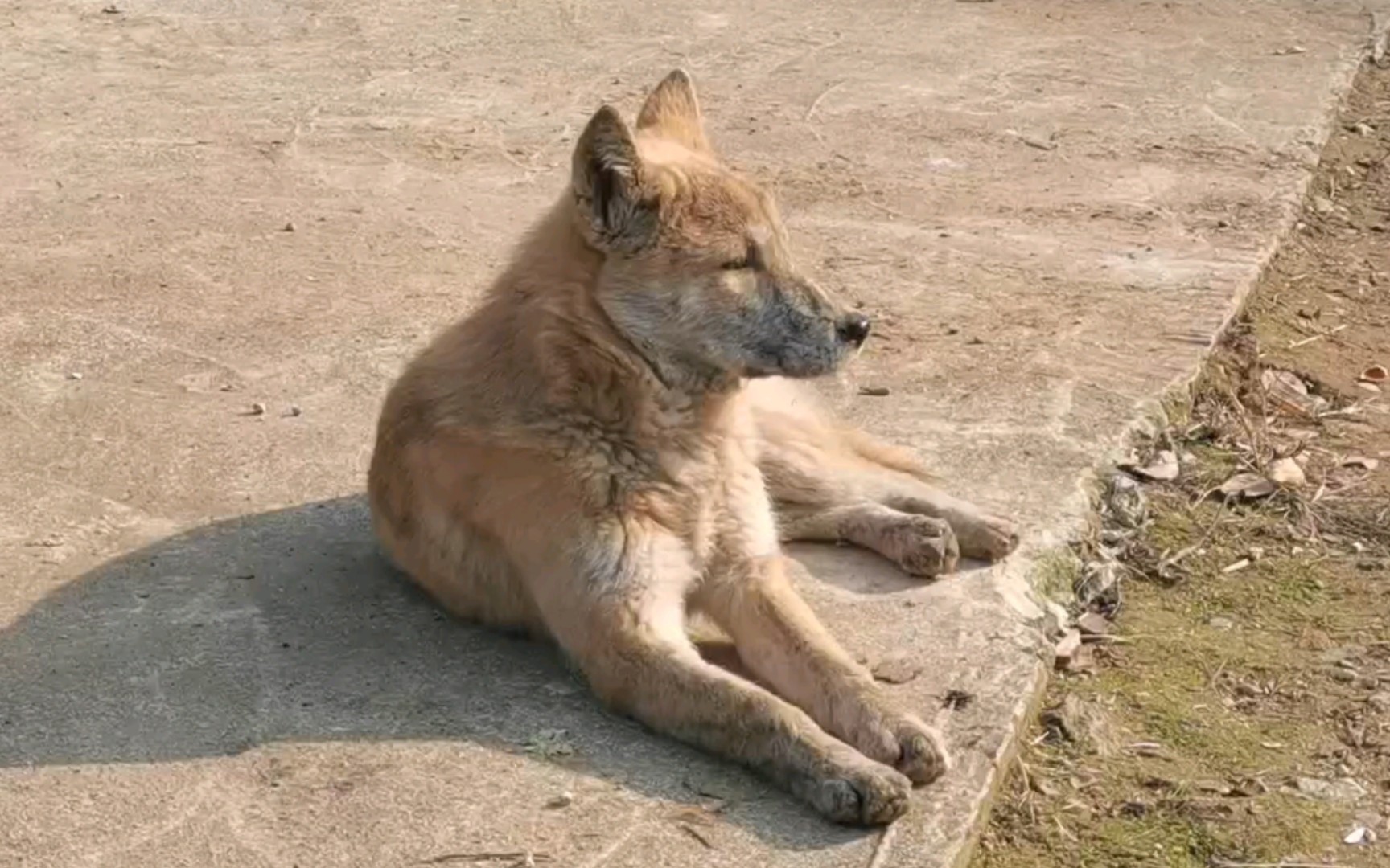 朋友过年回老家拍的湖南土狗,相比两广系身材要更纤长清瘦些,白脸部分