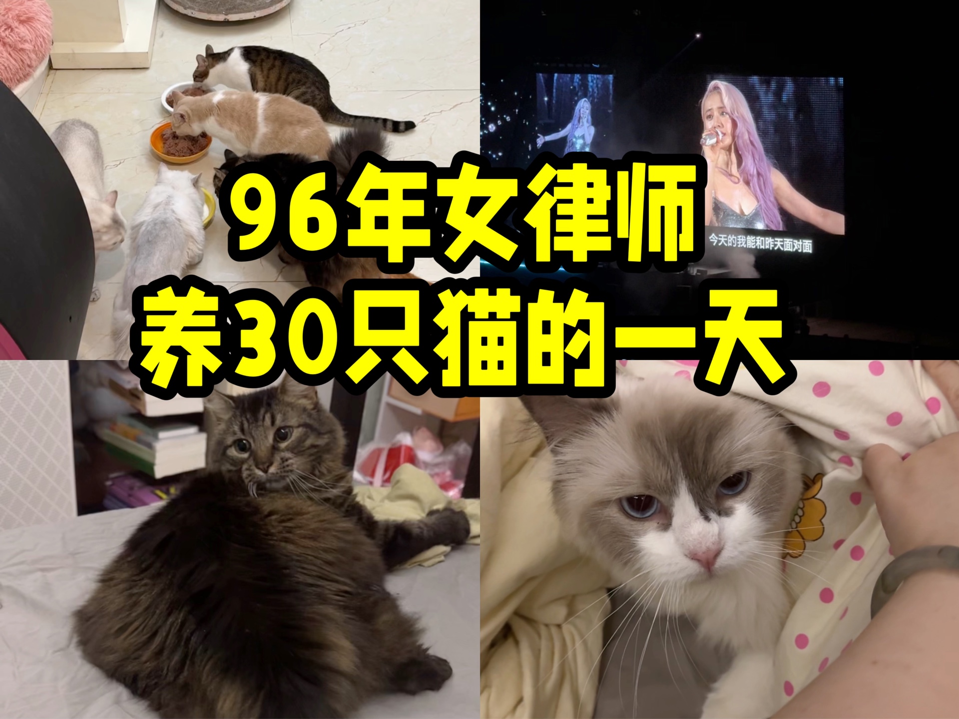 96年女律师养30只猫的一天哔哩哔哩bilibili