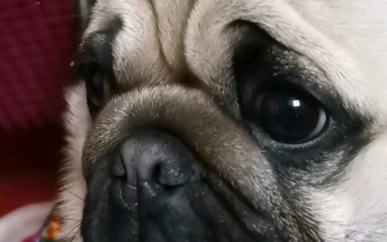 (巴扎黑的日常)我有点困,但我就是不睡-巴扎黑日记-巴扎黑日记-哔哩