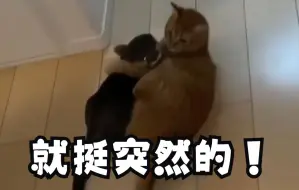 大晚上开灯，发现他俩抱在一起...【小水獭和小猫咪的成长记录】