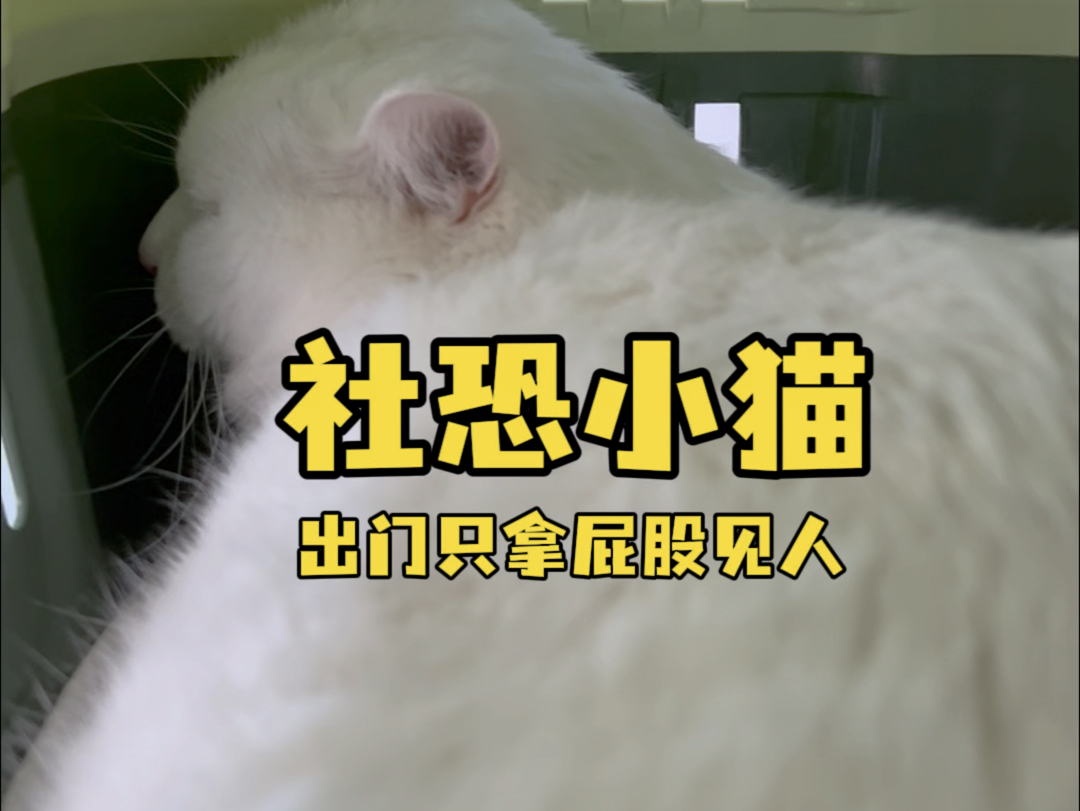 逗咪:本猫很社恐 出门只敢拿屁屁见人 #白猫 #我和我的猫 #原来小猫咪也会争宠哔哩哔哩bilibili