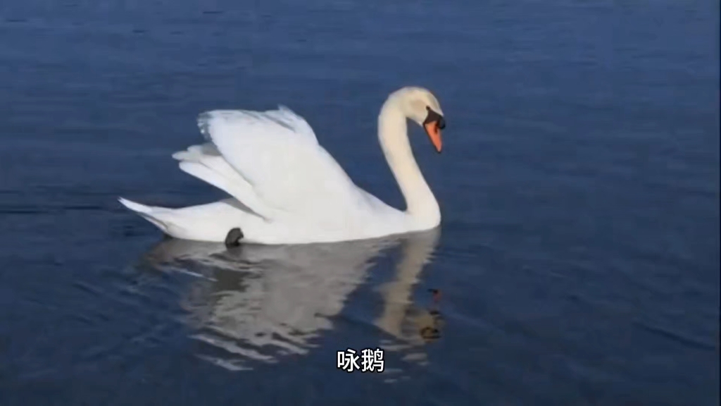 小学生必背古诗词,一年级上册《咏鹅》