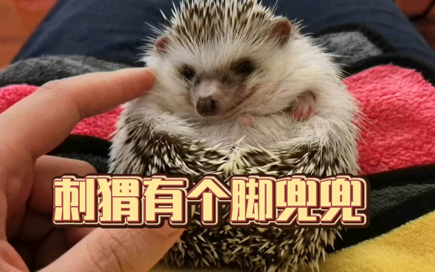 刺猬有个脚兜兜,脚痒就揣兜里