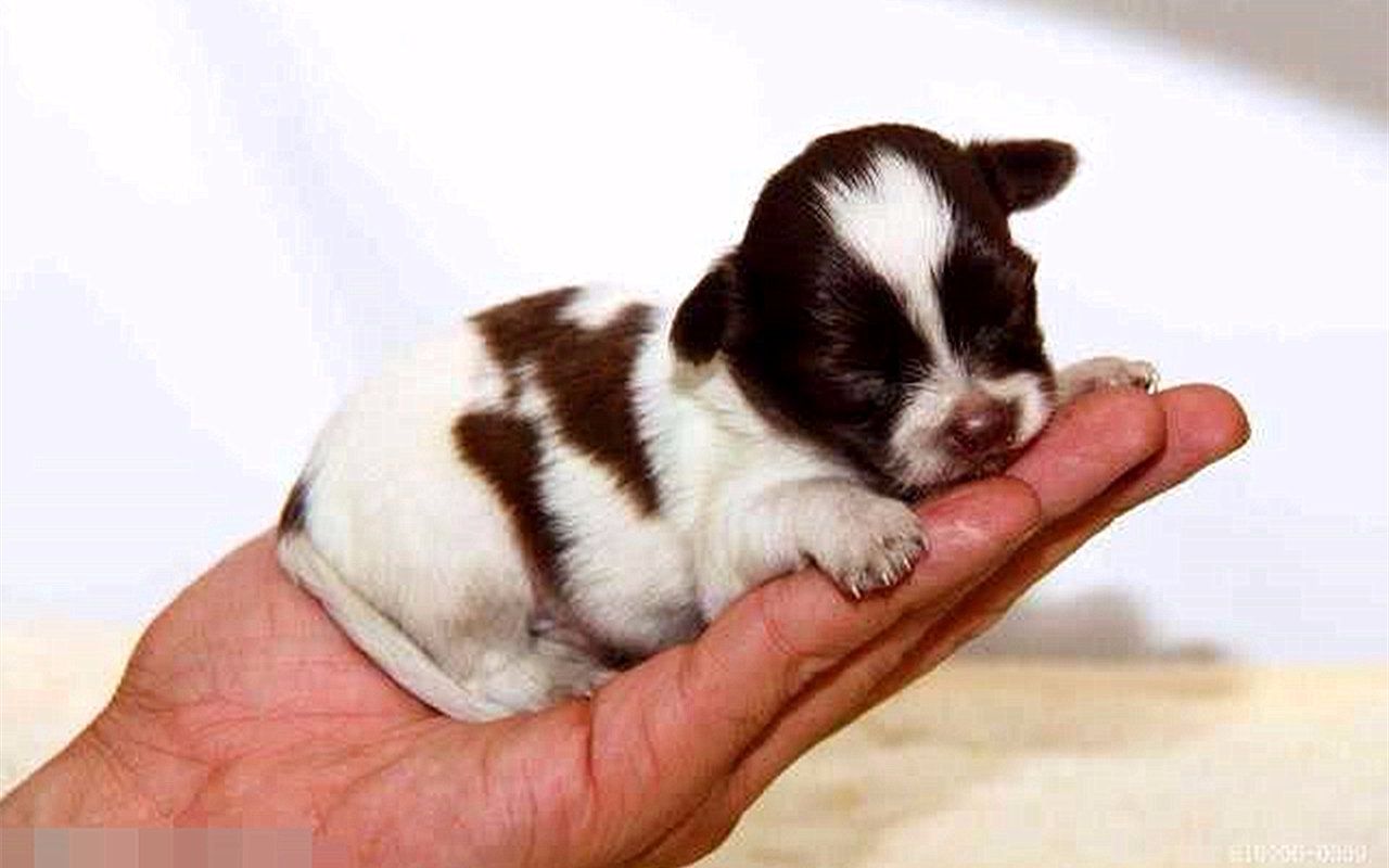 世界上最小的狗狗,看上去只有巴掌大小,惹人怜爱!