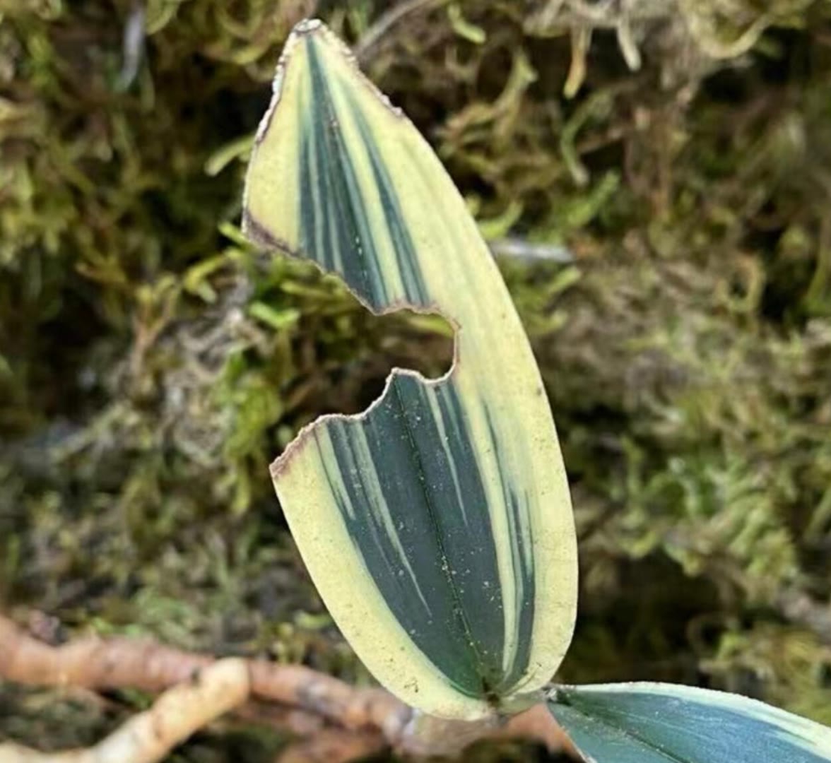 精品磨砂兔耳兰