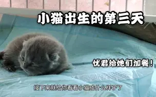 下载视频: 忧君vlog：忧君小猫出生的第三天，准备鸡胸肉加餐喂猫，被萌化了