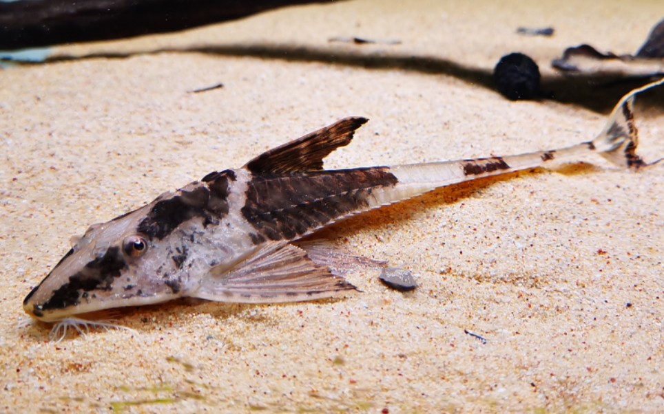 哥伦比亚输入经典品种——黑魔神直升机