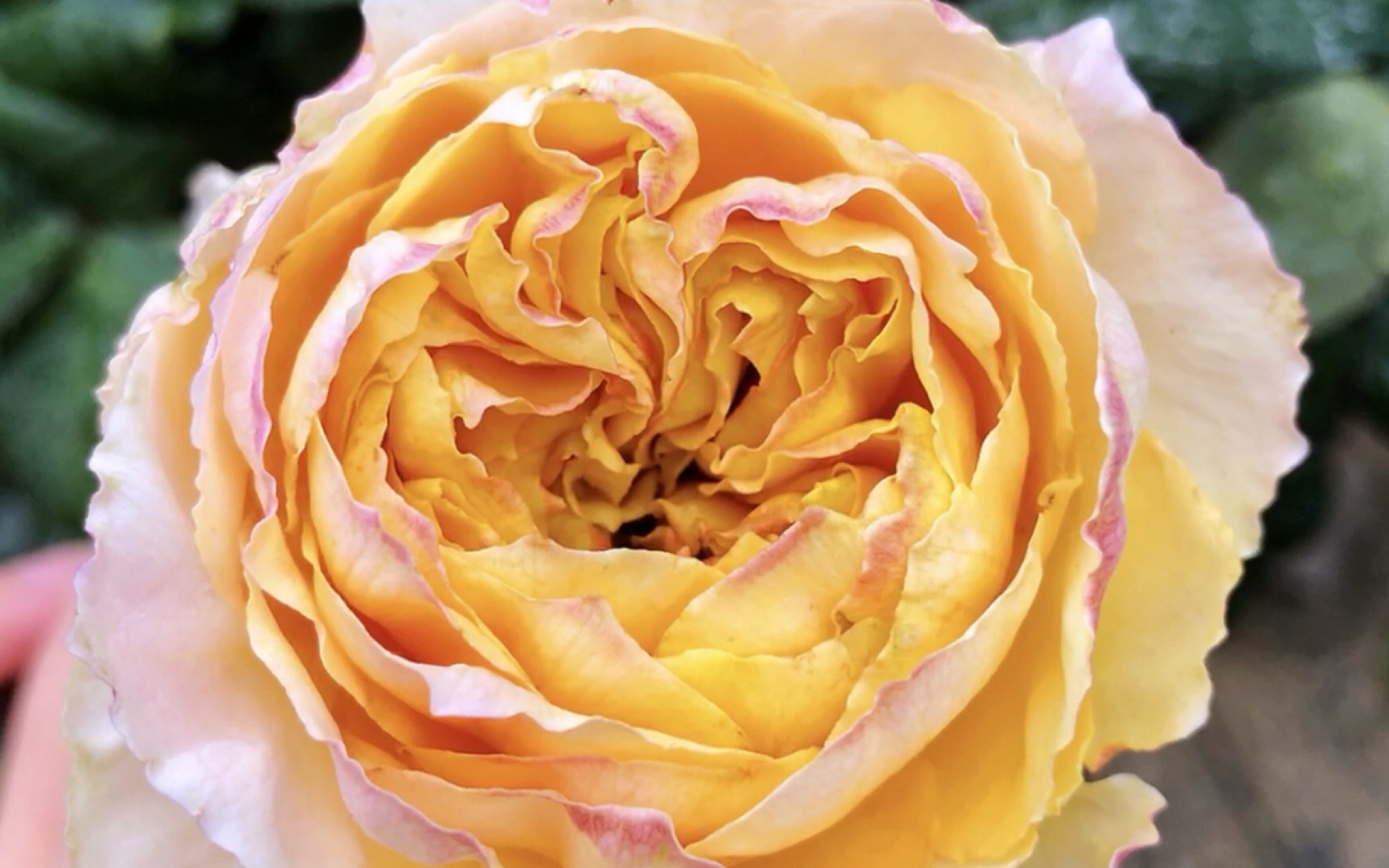 碧翠丝 切花月季 秋花 实拍无滤镜