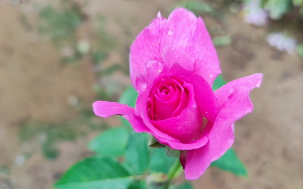 像牡丹的月季,天方夜谭.