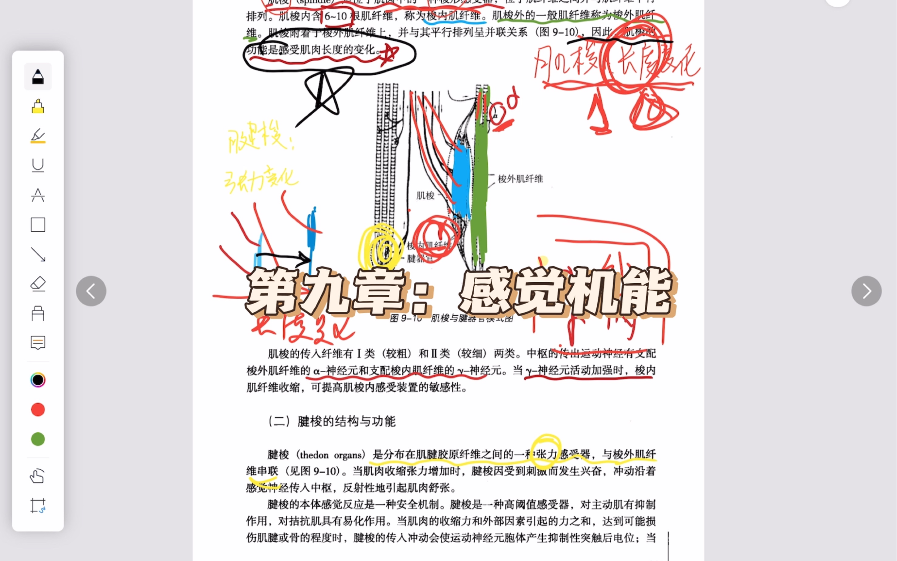 运动生理学:肌梭与腱梭哔哩哔哩bilibili