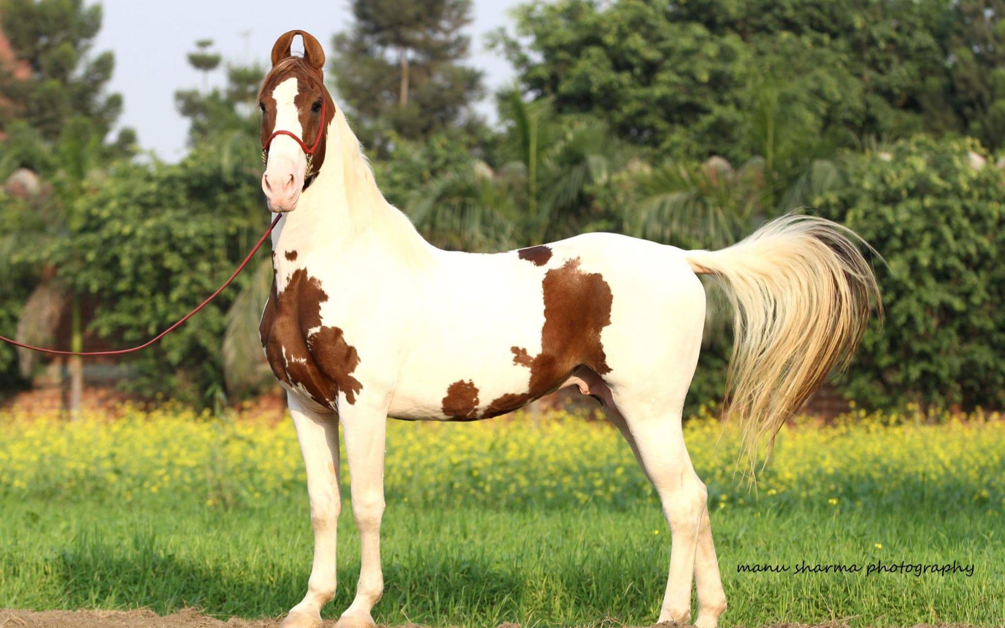 印度名马卡提阿瓦马