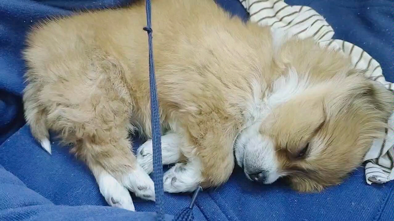 小奶狗的睡觉打呼日常