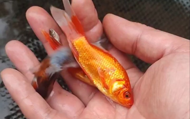 发现一条小红鱼