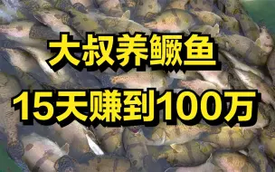 Download Video: 大叔靠一个绝招养鳜鱼，仅仅只用15天，就赚到100万元！