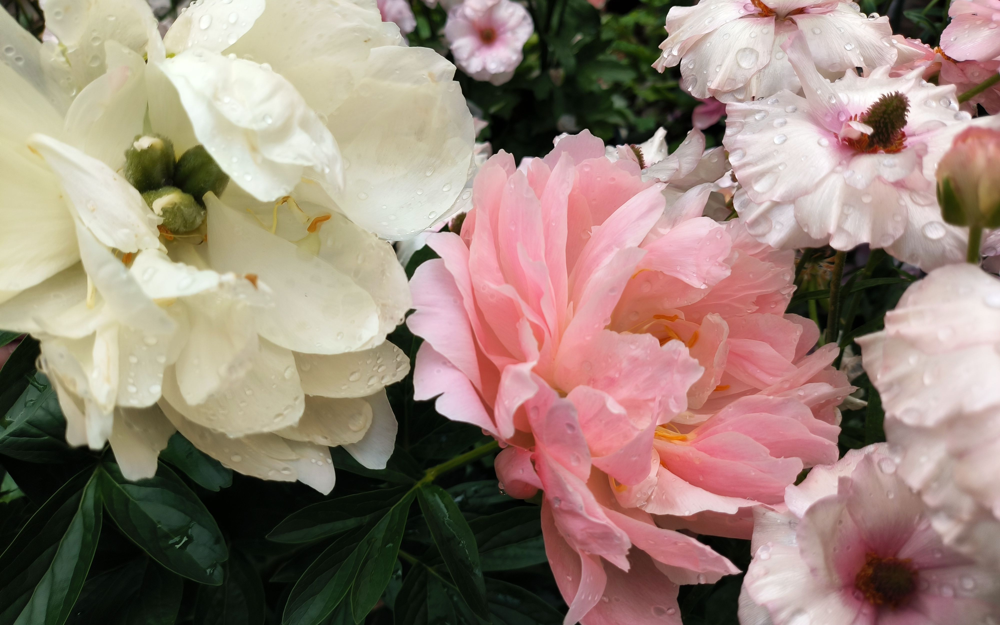 芍药落日珊瑚成长记