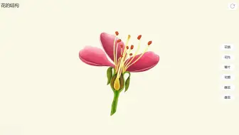 【生物】花的结构