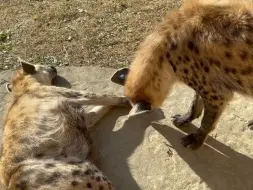 Скачать видео: 午后给母鬣狗舔毛的公鬣狗