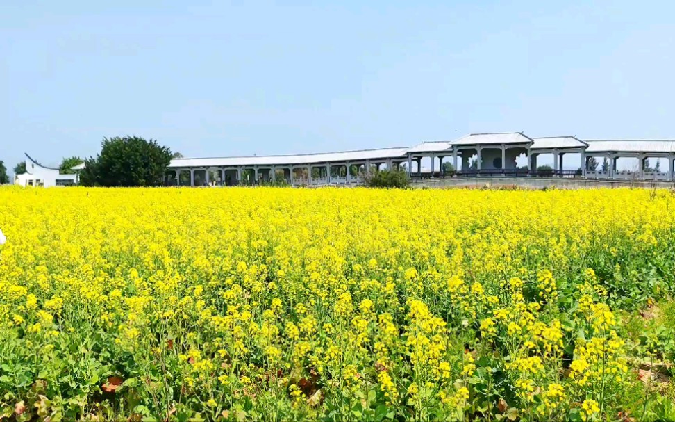 福州长乐潭头镇湿地公园开满油菜花,一起去看看_哔哩哔哩_bilibili