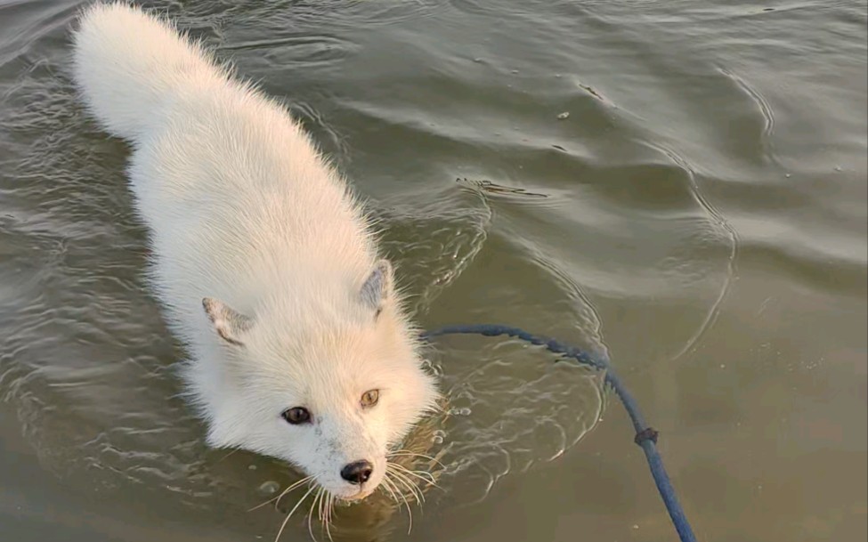 [图]狐狐游泳