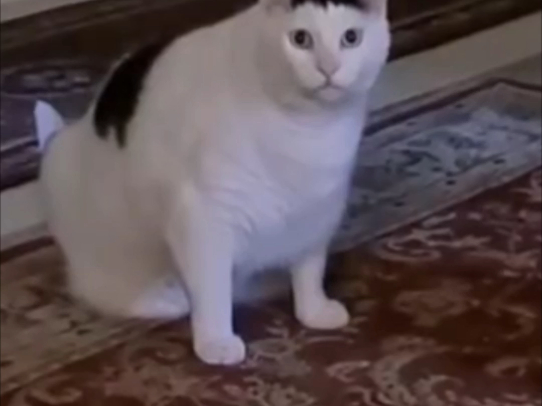 bruh猫的声音原来是这样的!