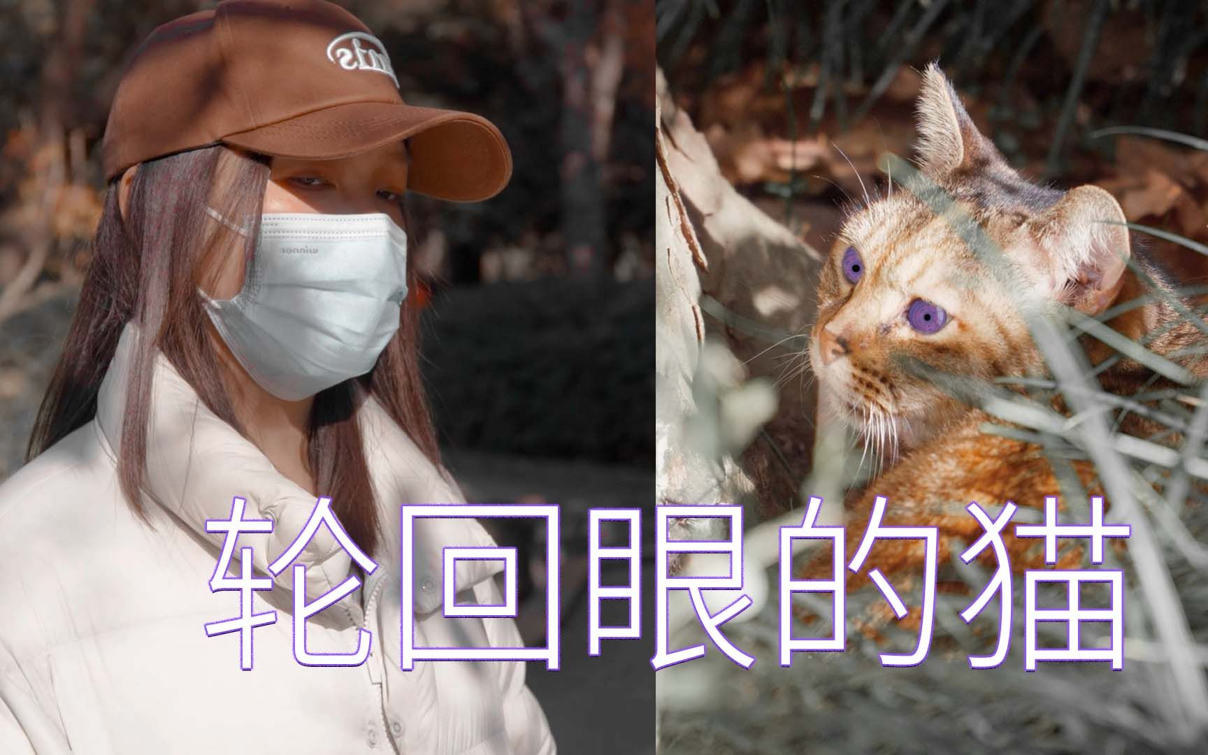 轮回眼的猫(沙雕短片)