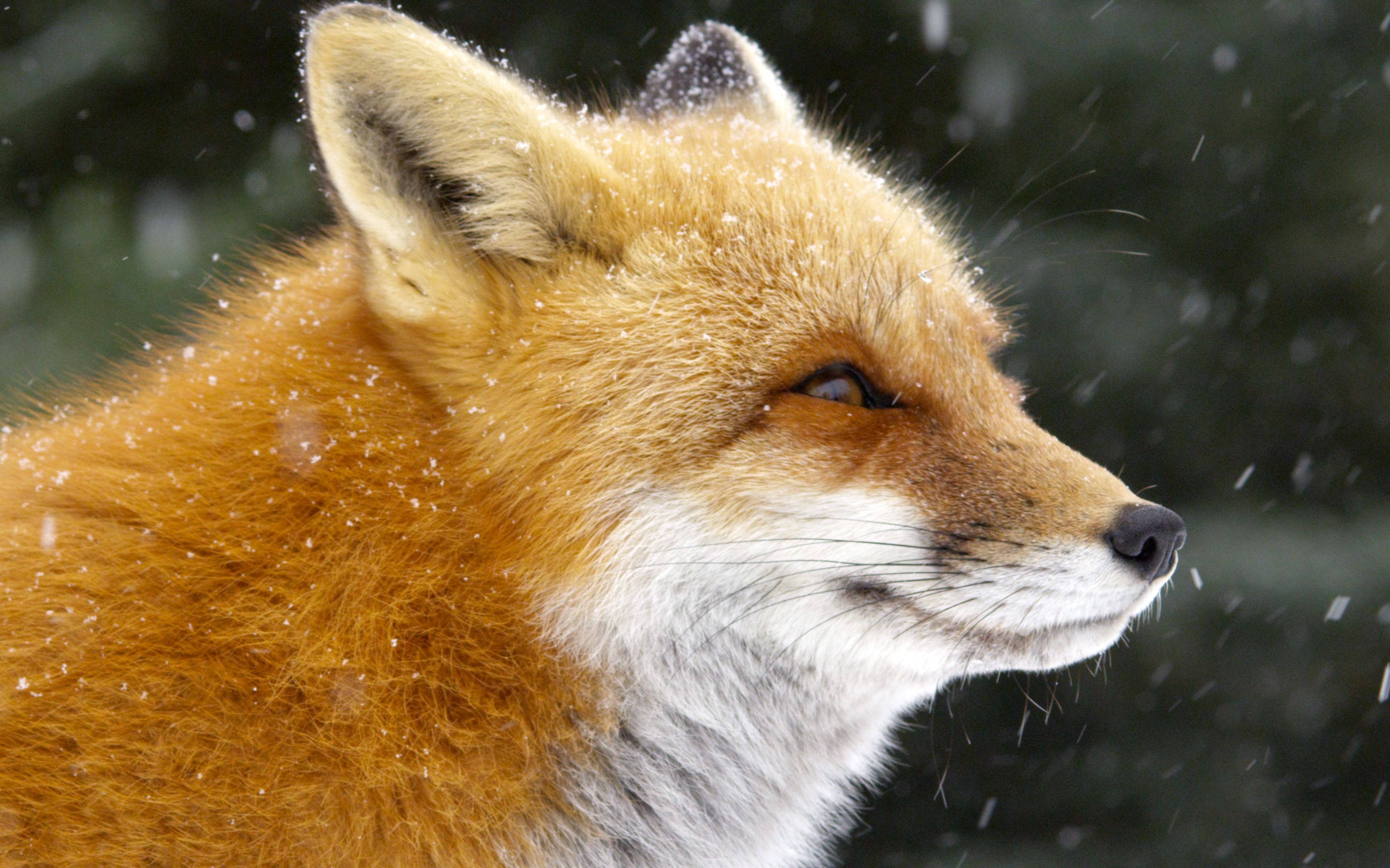 pbs.狐狸传说.2017