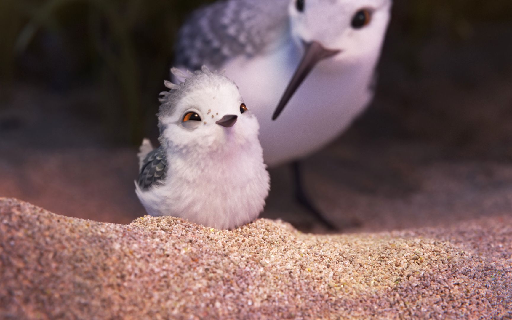 看一部具有教育意义的暖心治愈型电影《鹬》