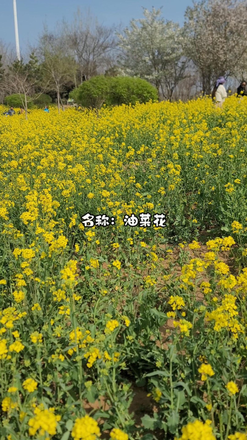 植物科普|油菜花哔哩哔哩bilibili