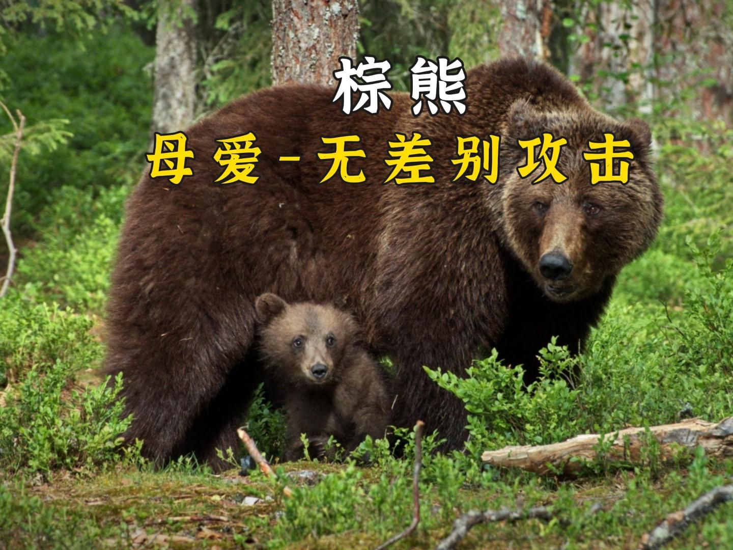 母熊保护幼崽,一只路过的黑棕熊被无差别攻击.