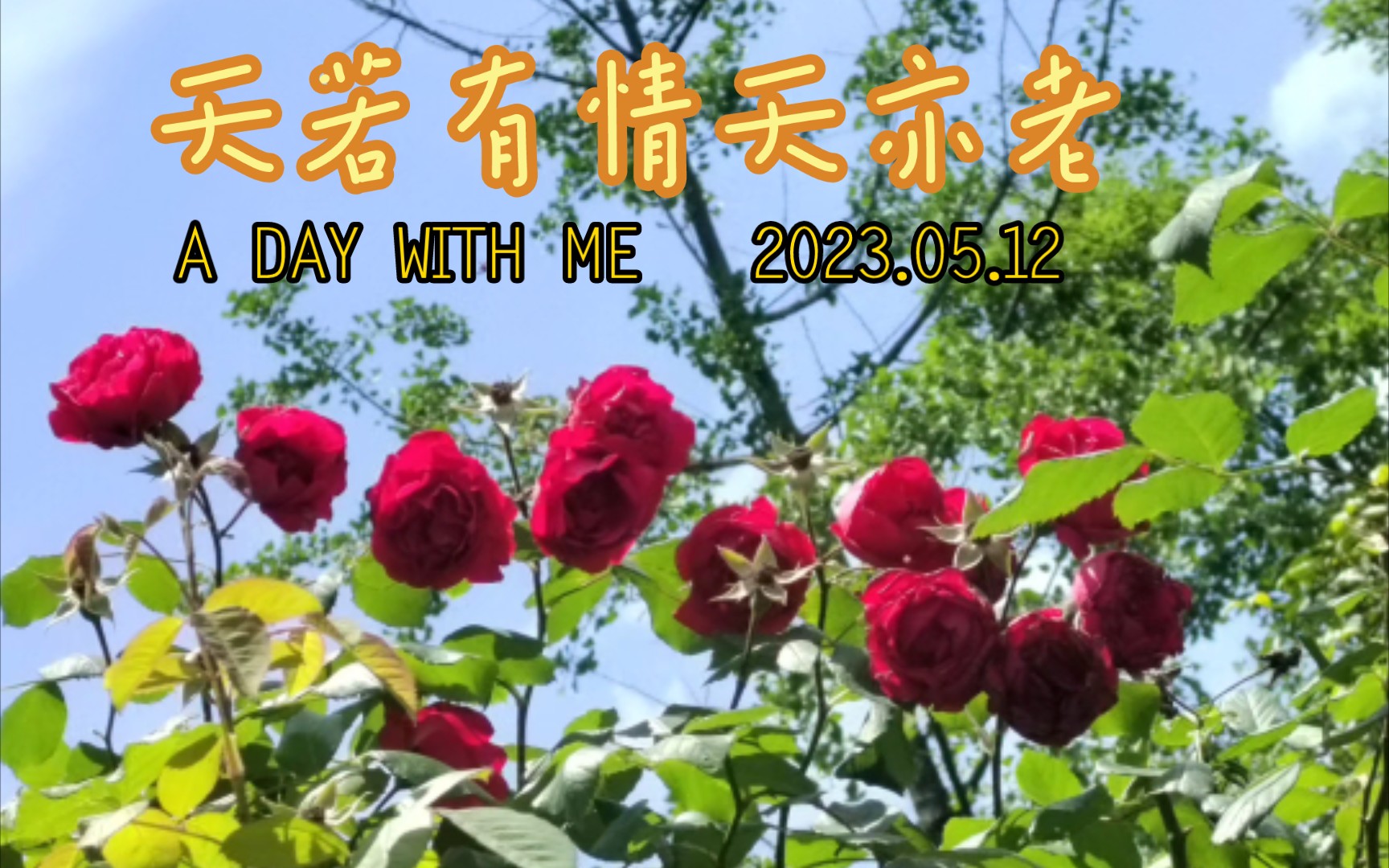 情不知所起而一往情深