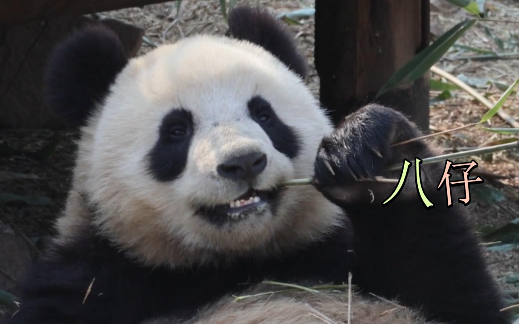 小八仔怎么这么可爱啊,请问我可以带回家吗