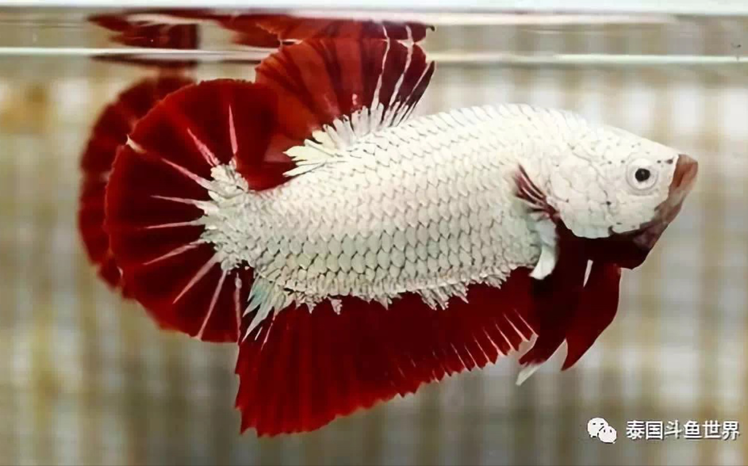 【泰国斗鱼】龙系将军斗鱼_哔哩哔哩 (゜-゜)つロ 干杯~-bilibili